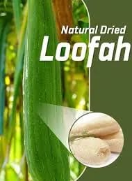 Sun dried Loofah 