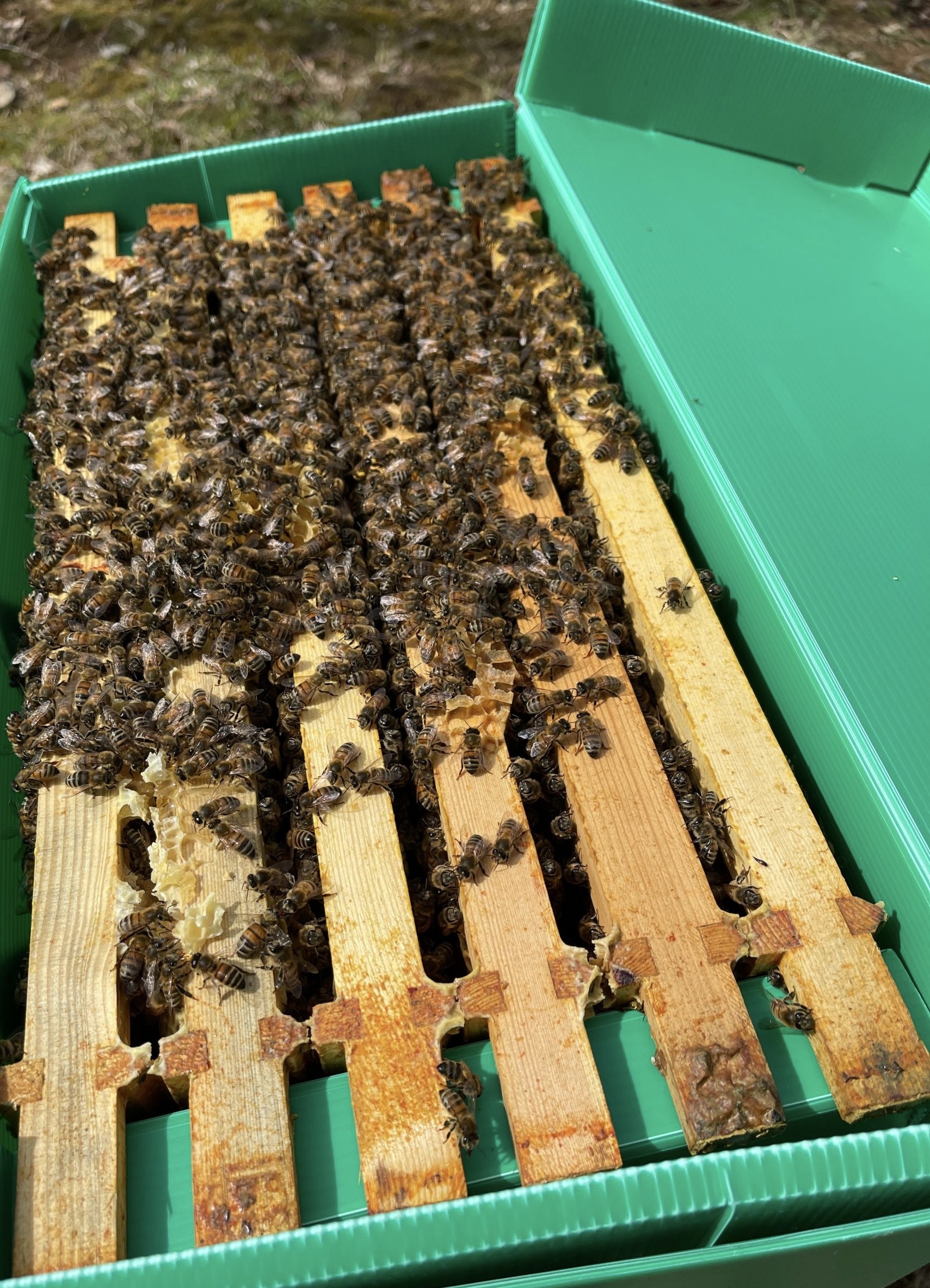 2025 Spring Nucs – 6 Frame National – F1 Buckfast