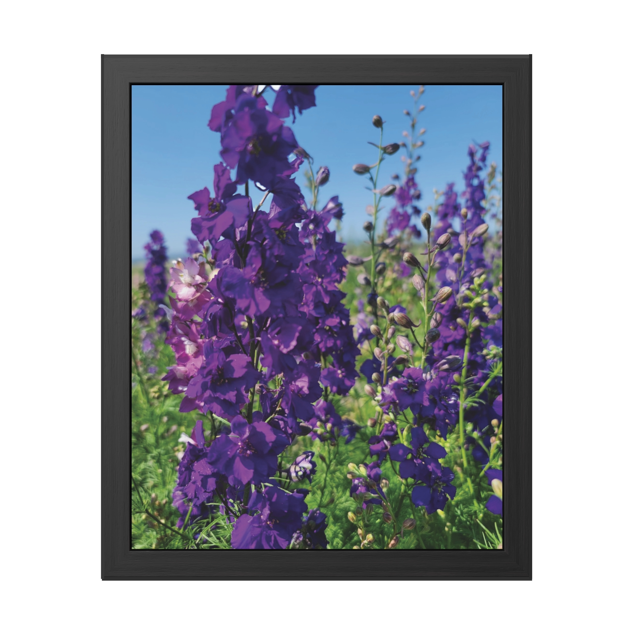 Royal Pigment Meadow