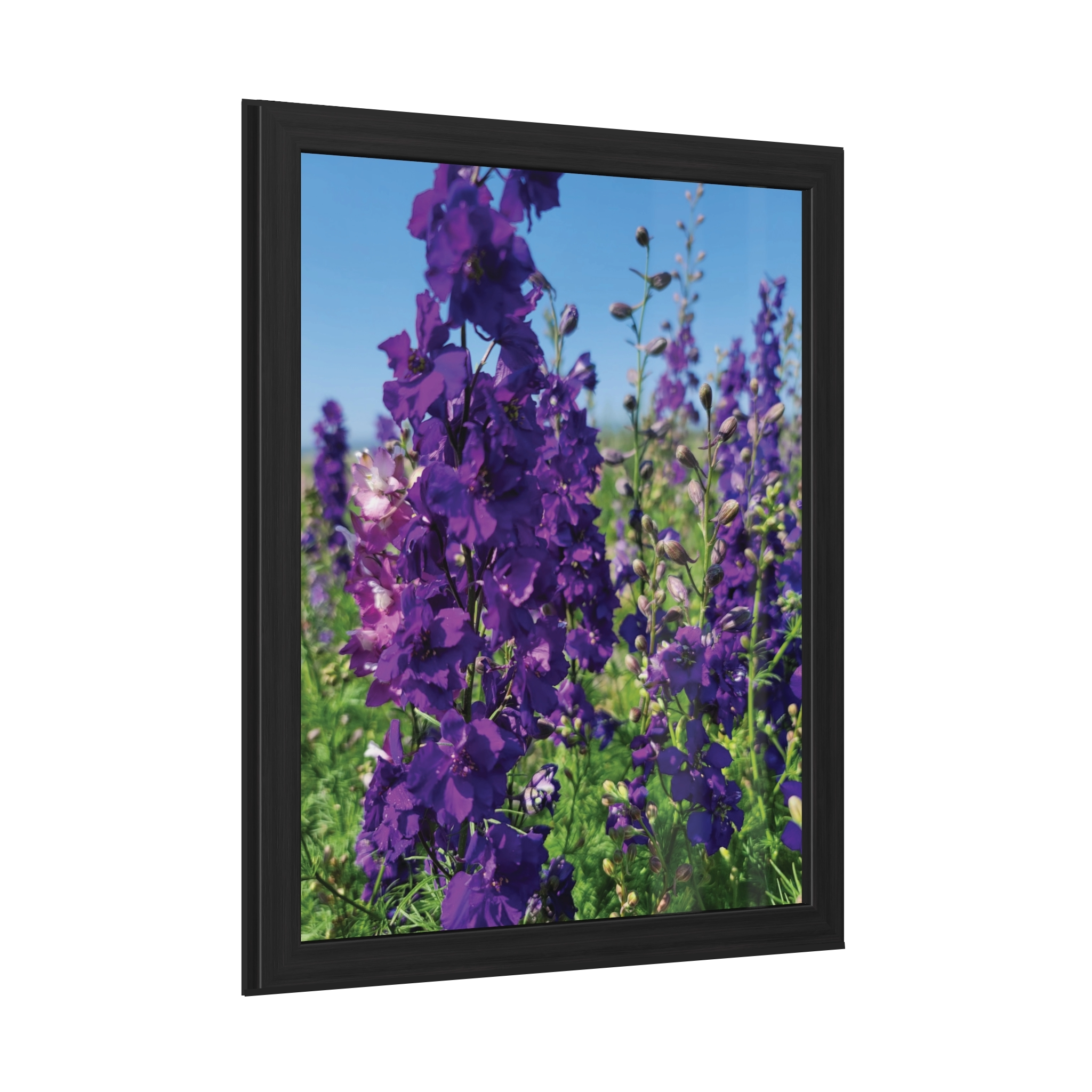 Royal Pigment Meadow