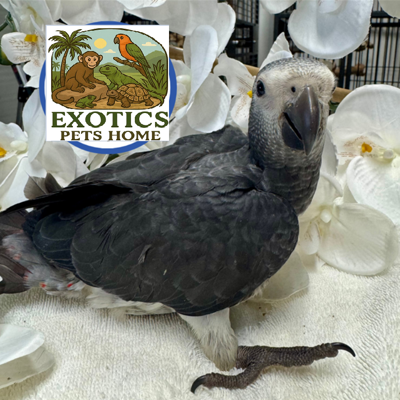Timneh African Grey - Female