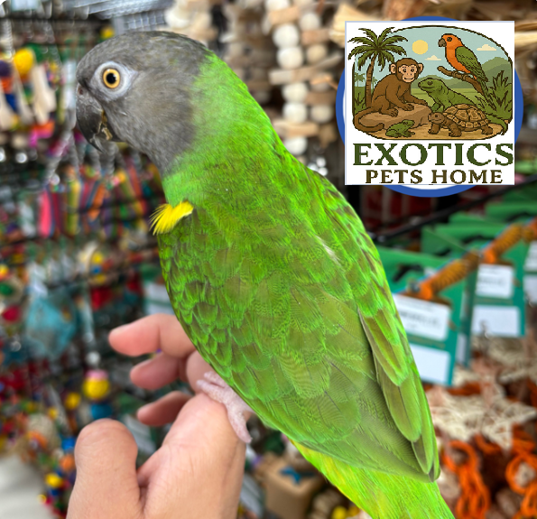 Senegal Parrot - Female