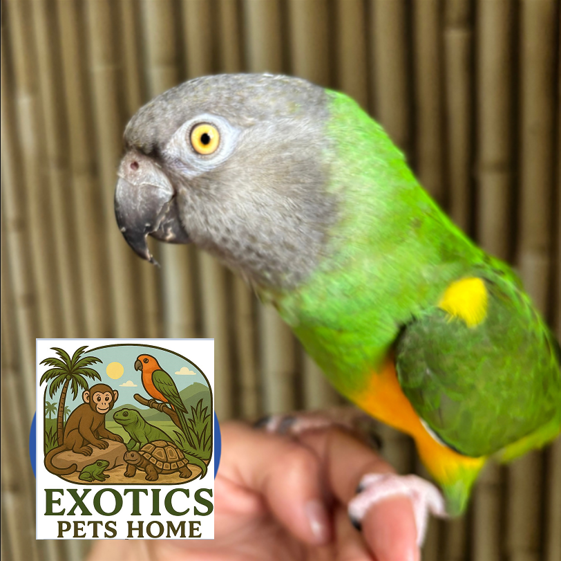 Senegal Parrot - Female