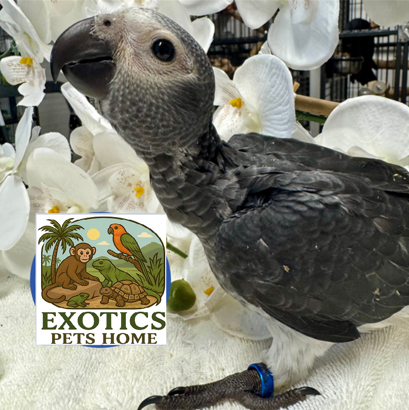 Timneh African Grey - Female