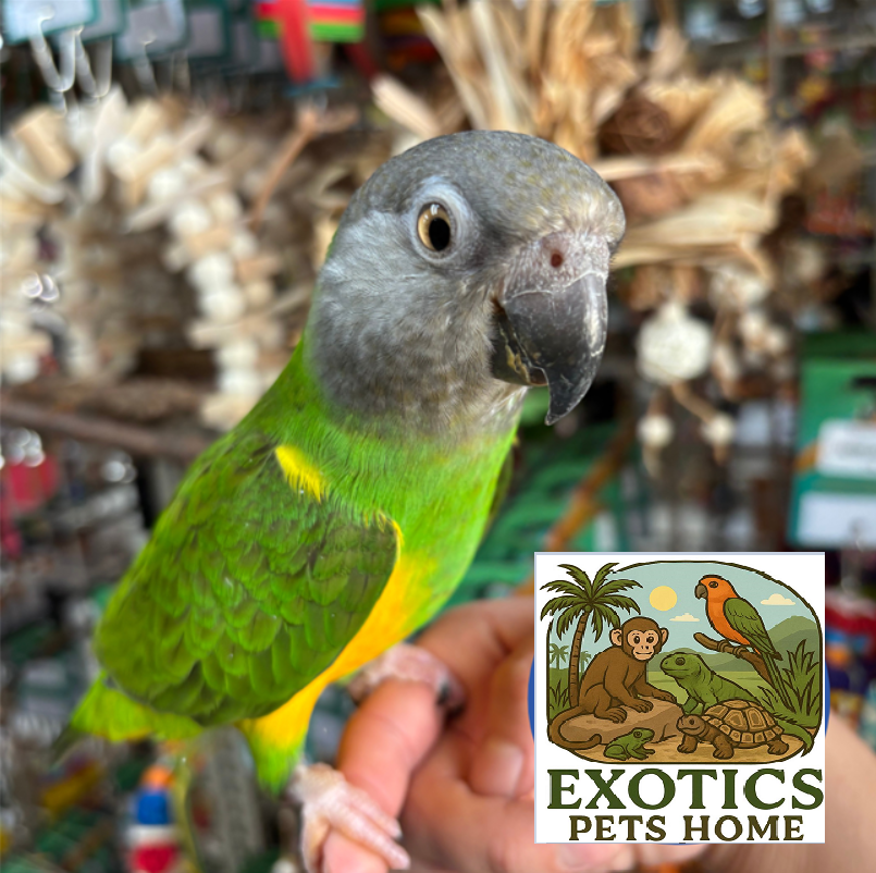 Senegal Parrot - Female