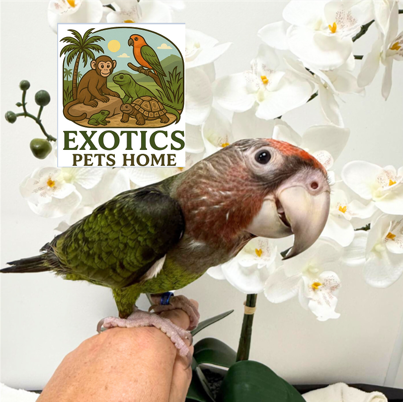 Male Cape Parrot For Sale