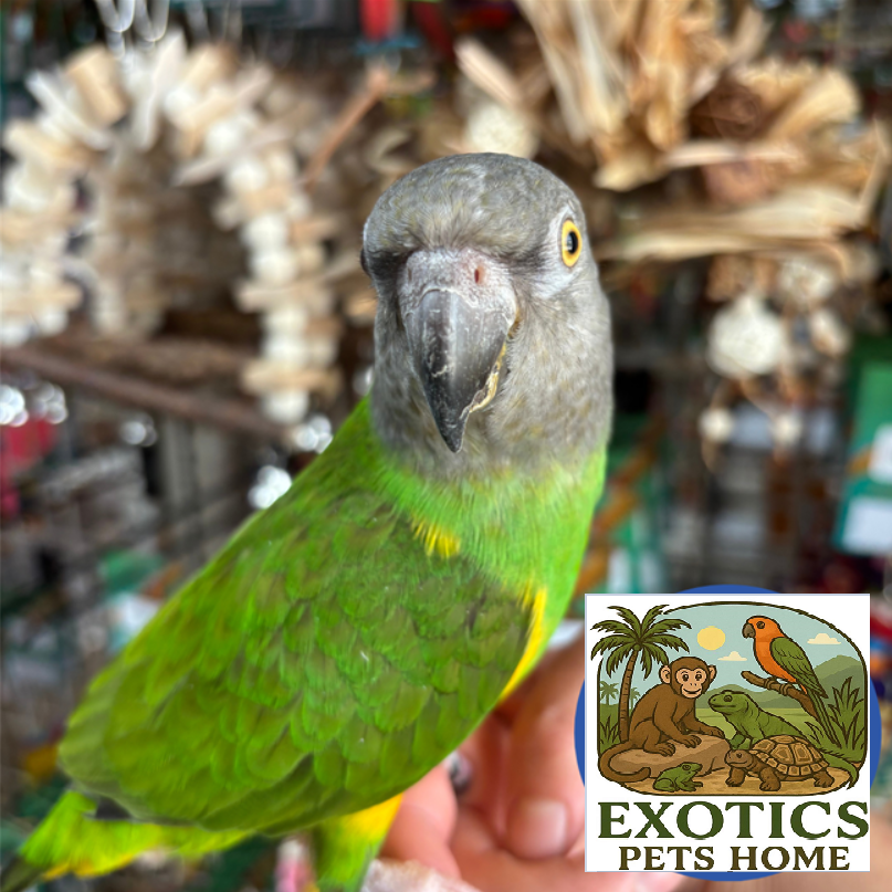 Senegal Parrot - Female