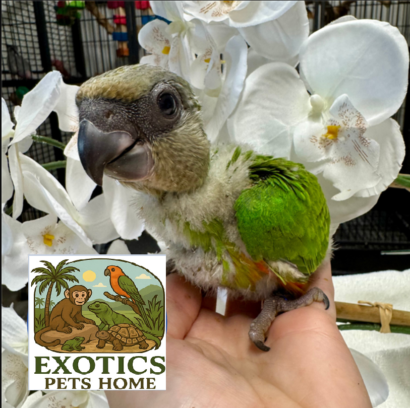 Senegal Parrot - Male