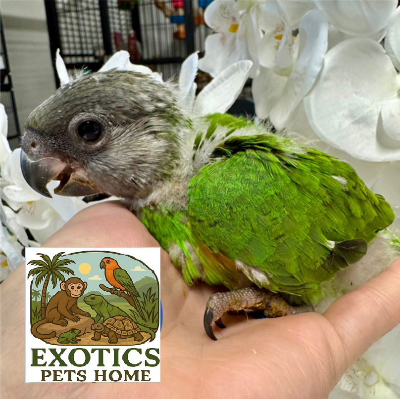 Baby Senegal Parrot