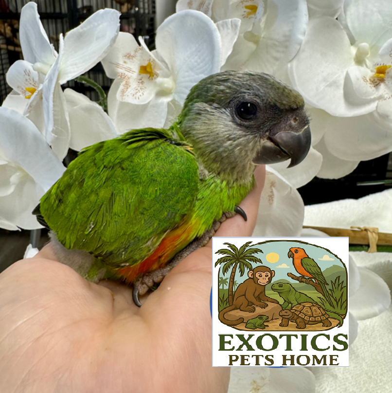 Juvenile Senegal Parrot