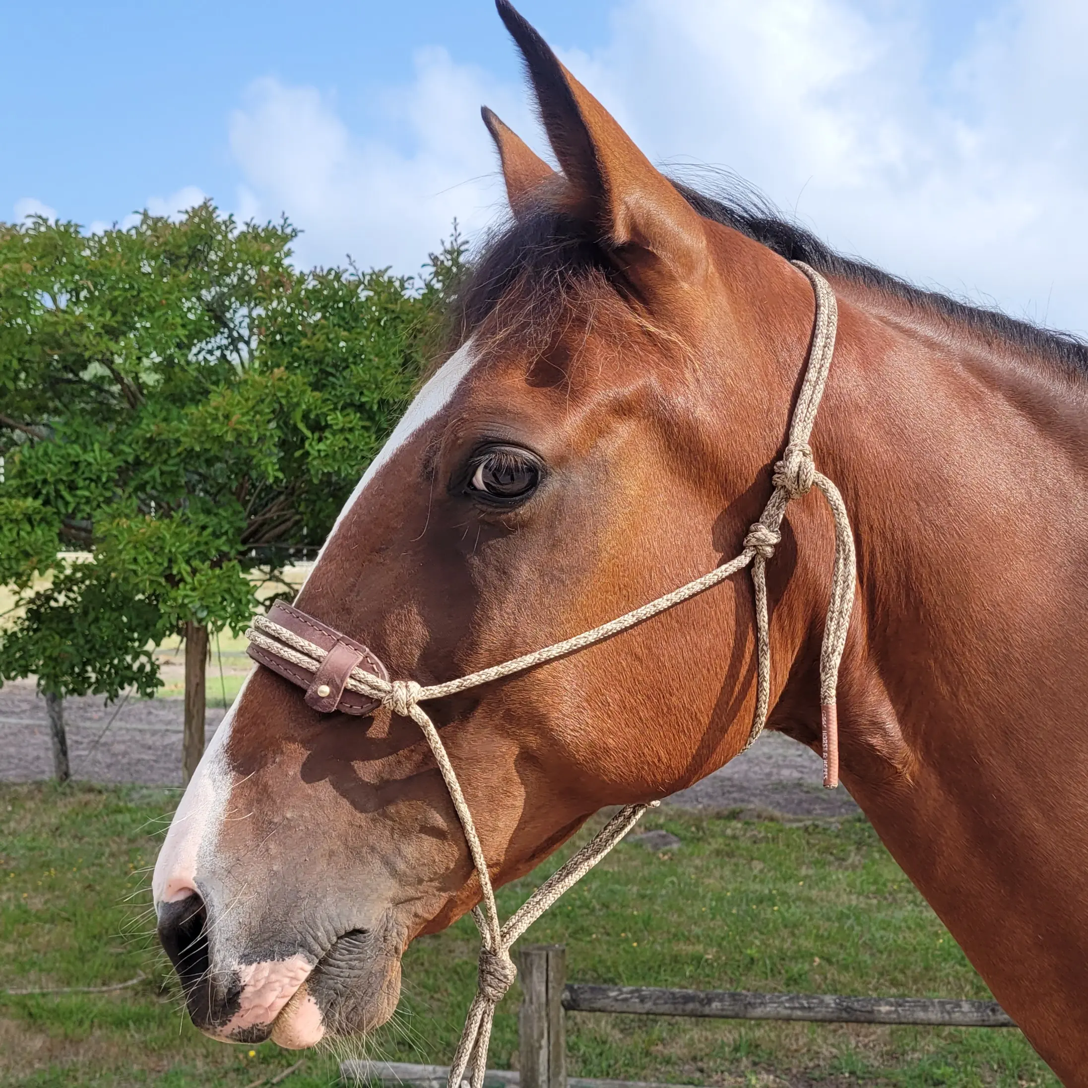Protège nez pour licol étho 