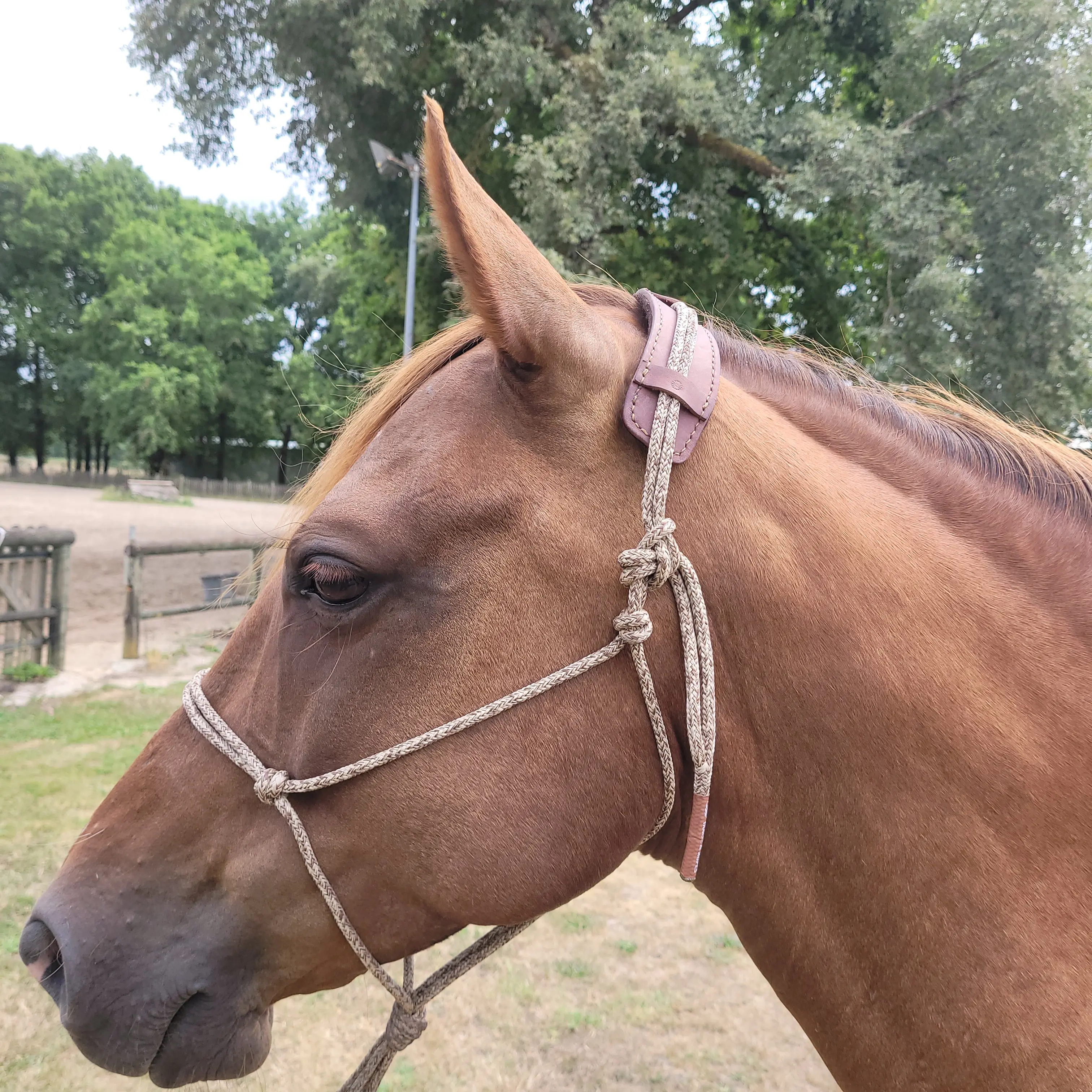 Protège Nuque anatomique