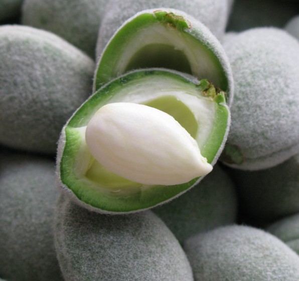 Fresh Green Almonds