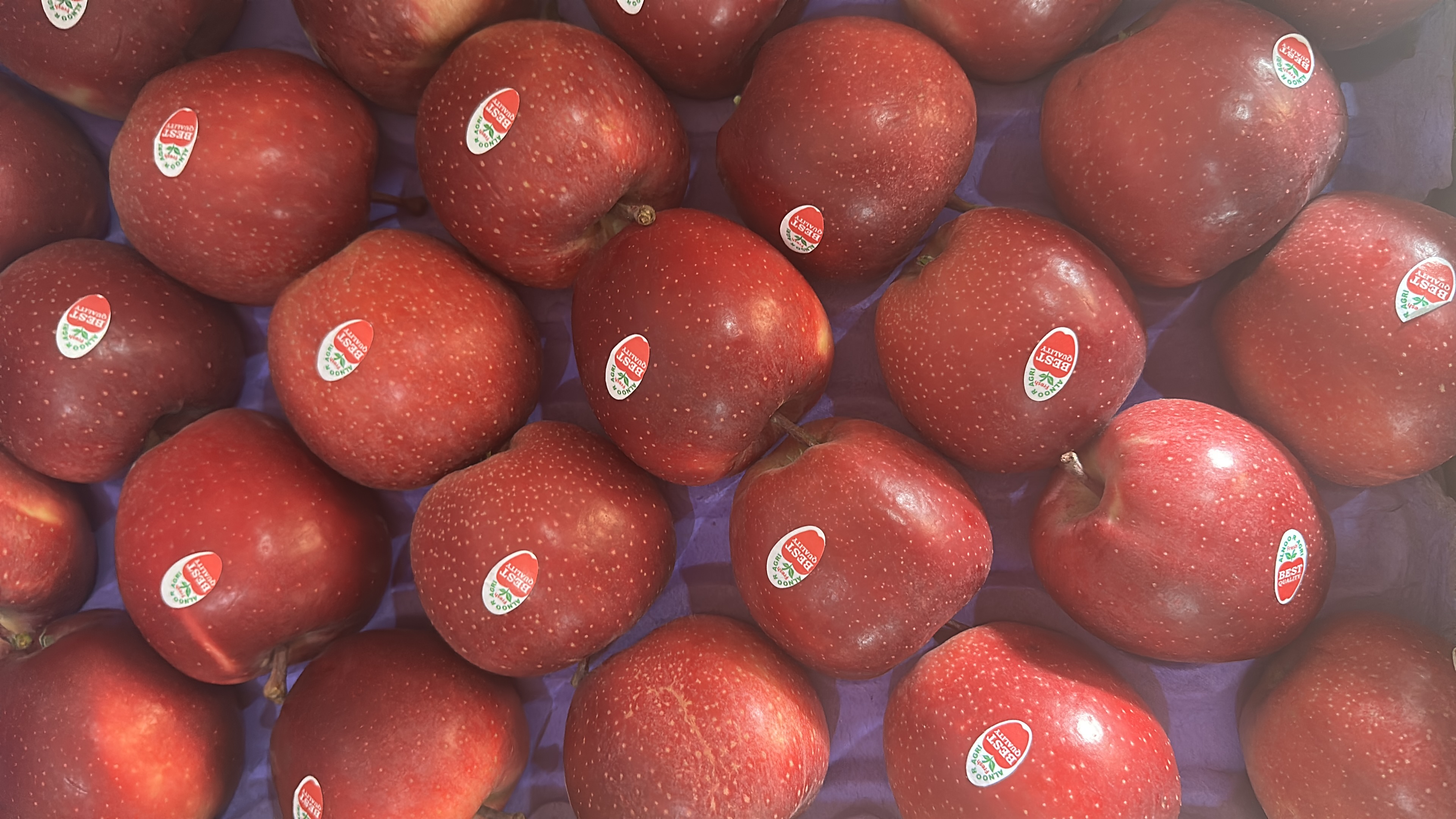 Fresh  Red Apples indian