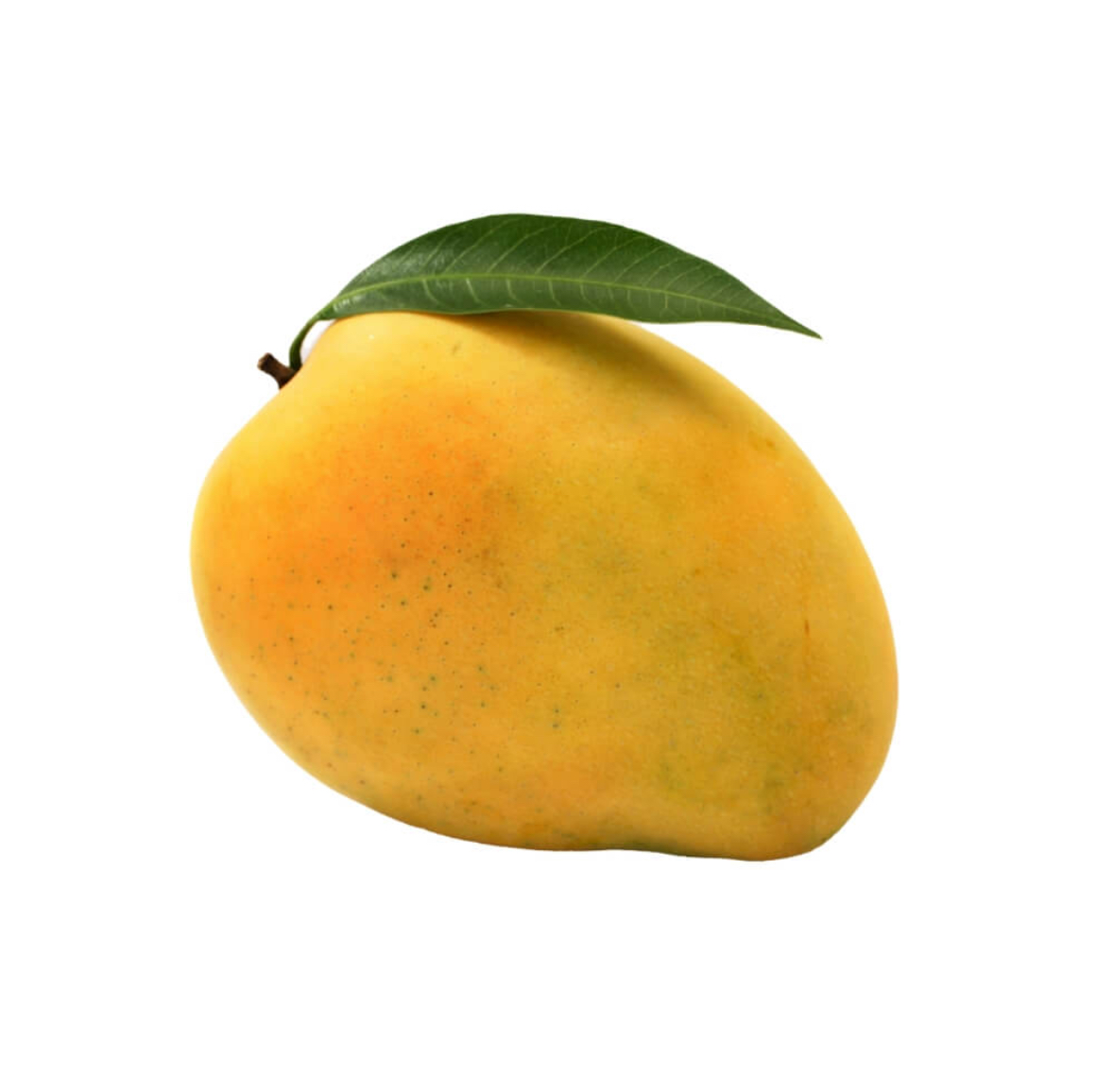  Mangoes Safeda