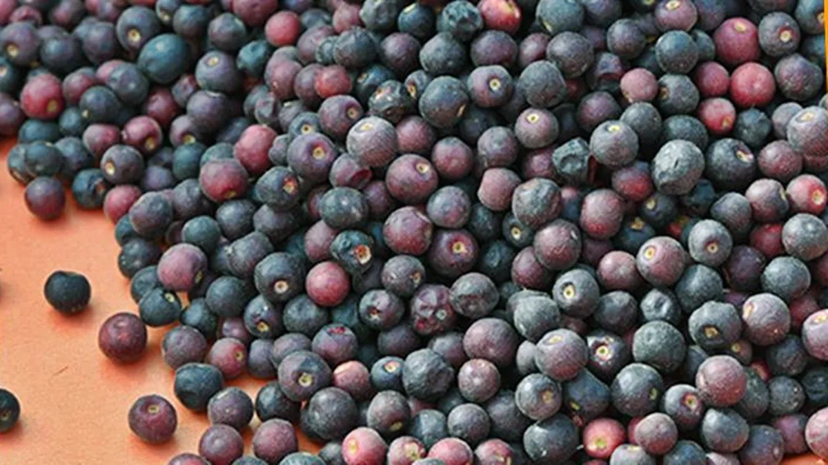 Fresh Falsa Berries (grewia berry)