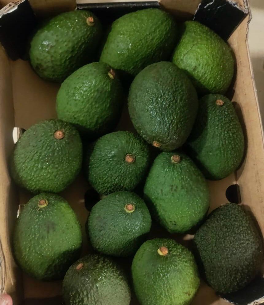 Fresh premium Avocado