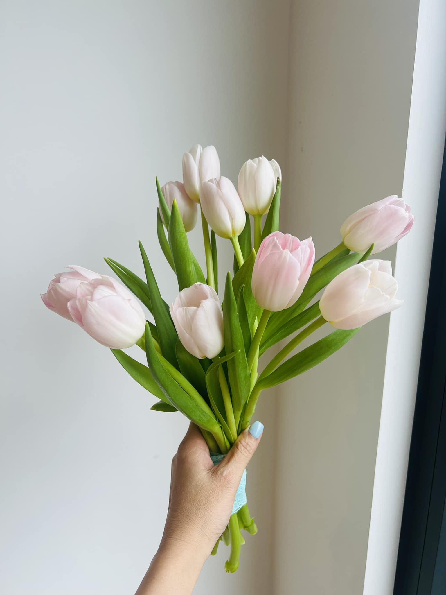 Bó hoa cưới tulip hồng