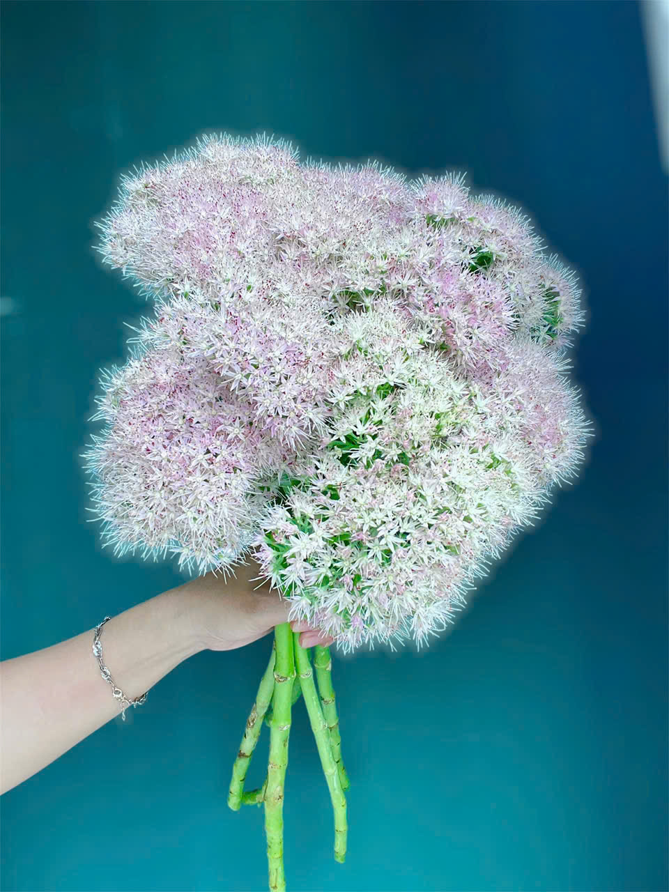 Bó hoa Allium