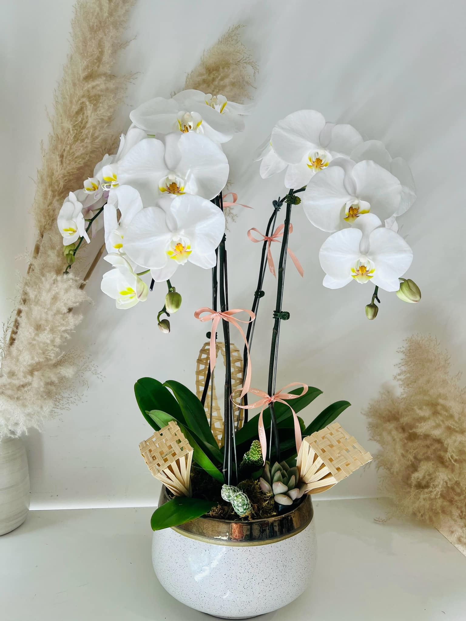 Chậu lan hồ điệp trắng