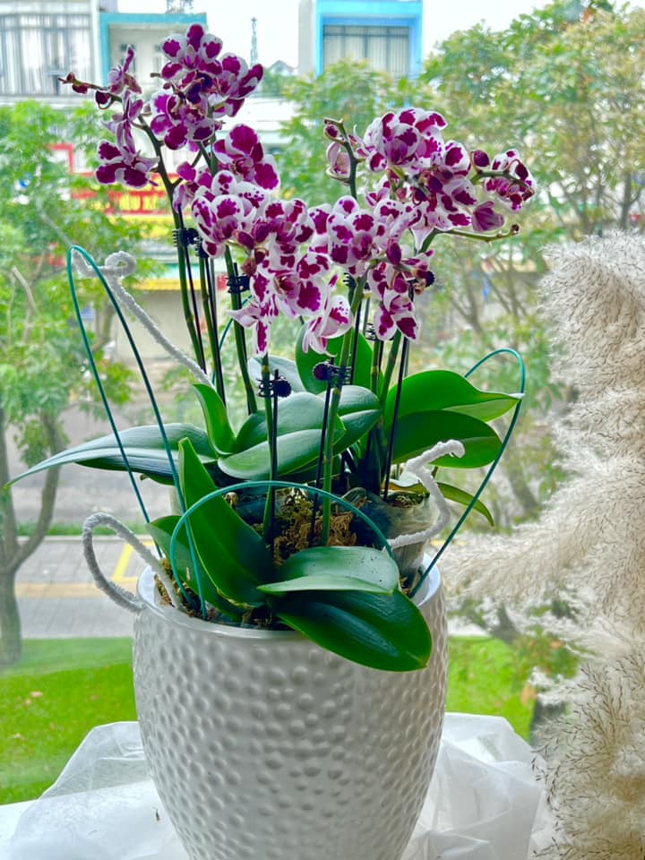 Lan hồ điệp chậu