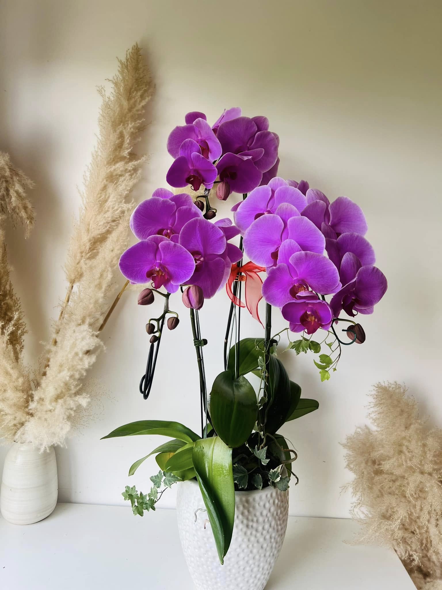 Chậu Hoa lan hồ điệp tím