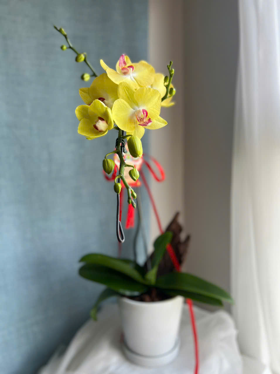 Lan Hồ Điệp Vàng 