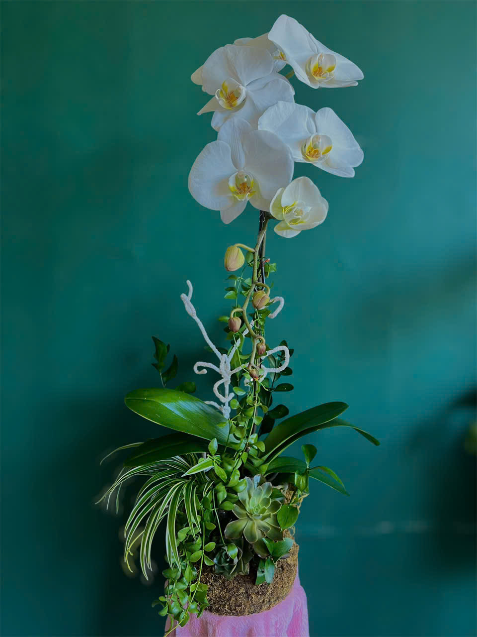 Chậu Hoa lan hồ điệp trắng