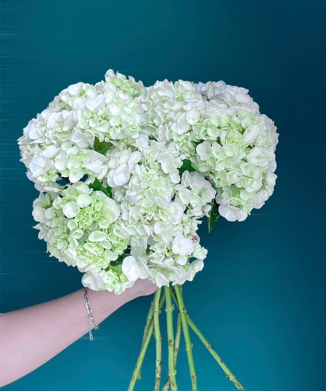 Hoa thả bình Cẩm tú cầu