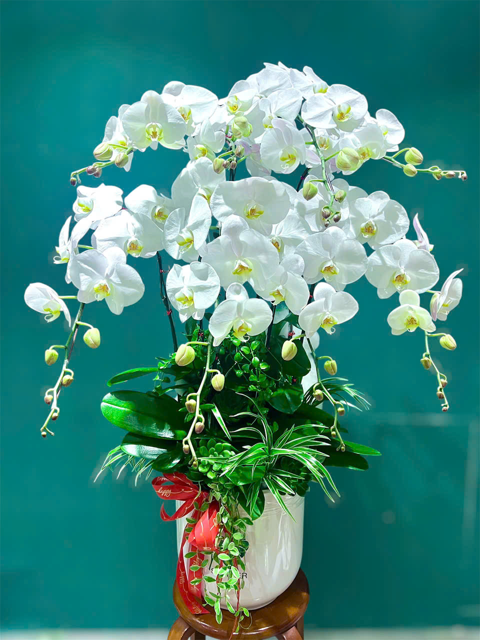 Chậu Lan Hồ điệp trắng