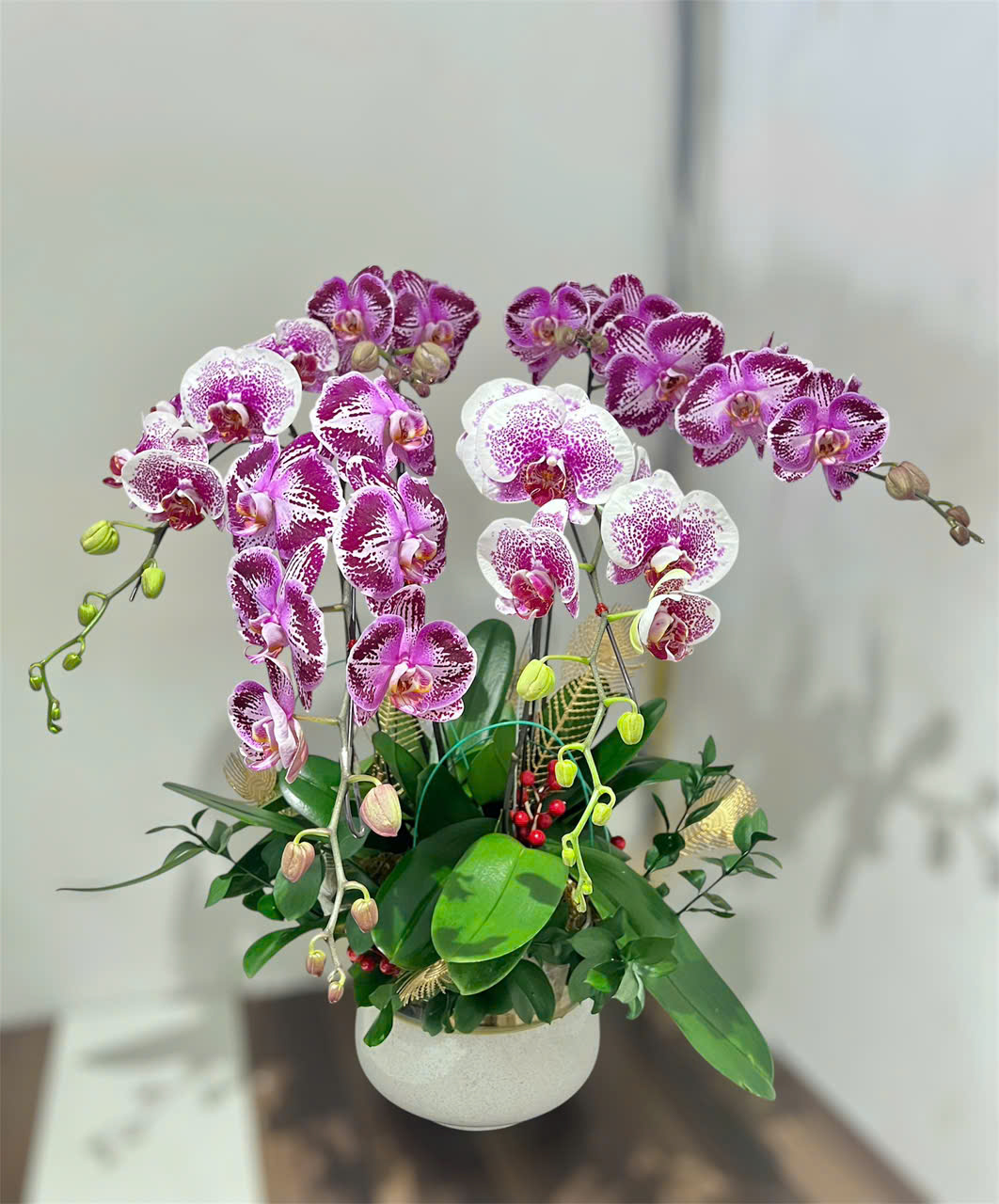 Chậu lan hồ điệp
