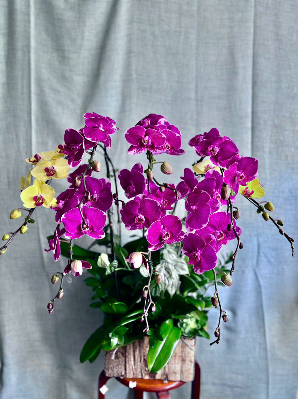 Chậu Lan Hồ Điệp 