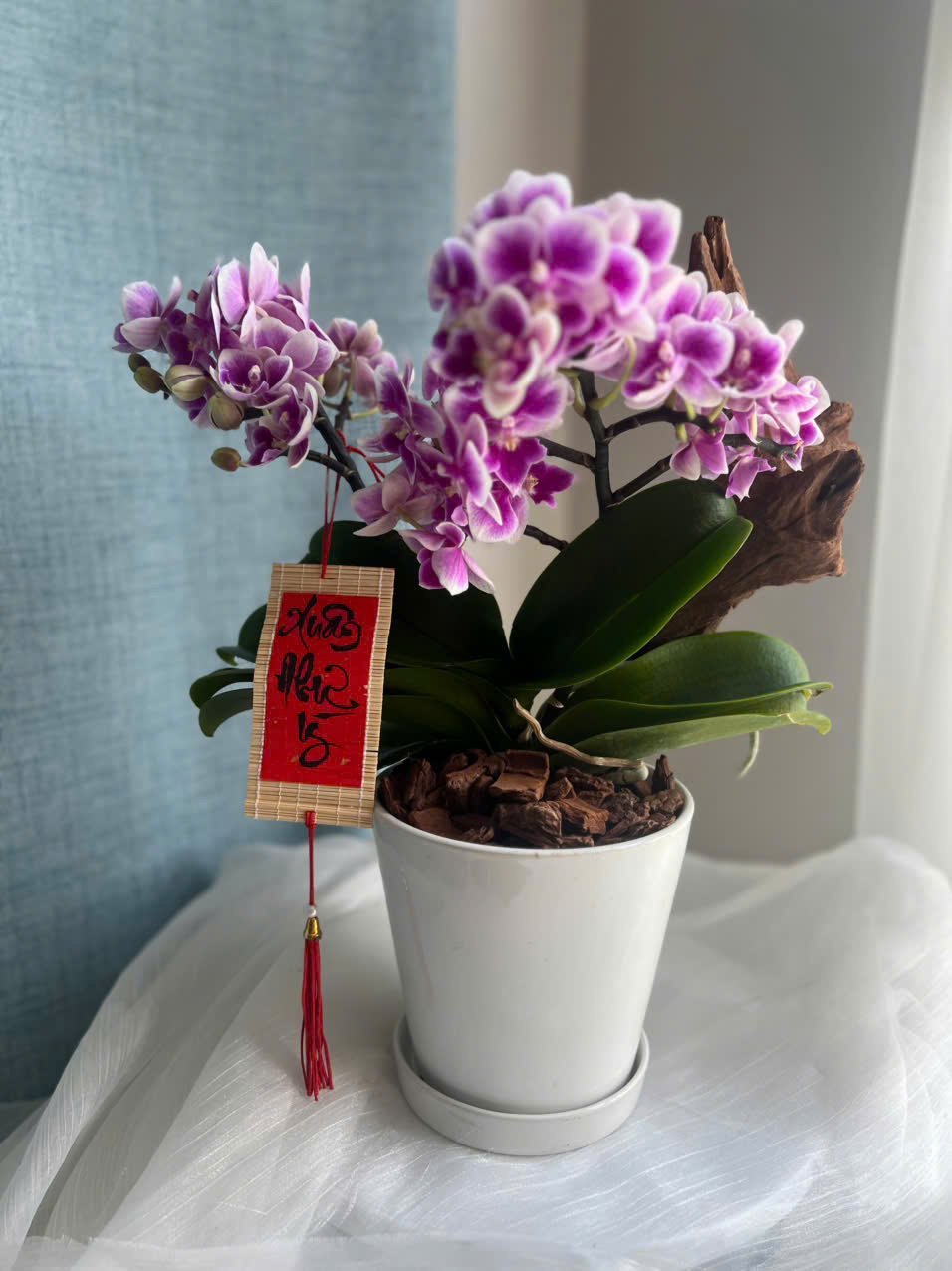 Lan Hồ Điệp Mini 