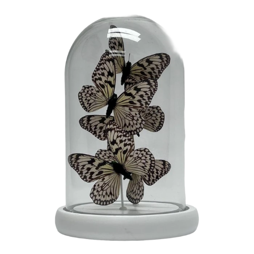 Glazen stolp met opgezette vlinders