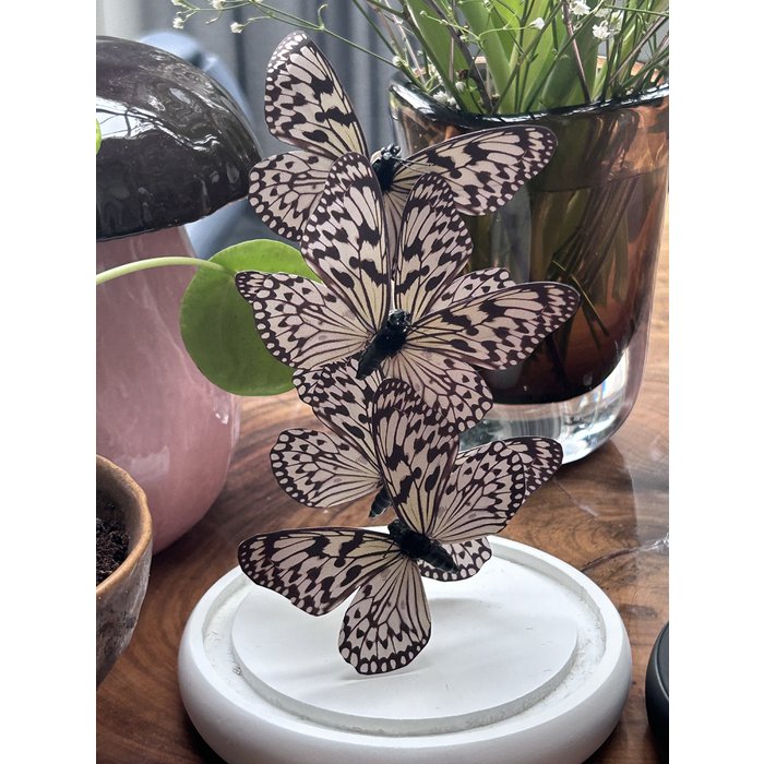 Glazen stolp met opgezette vlinders