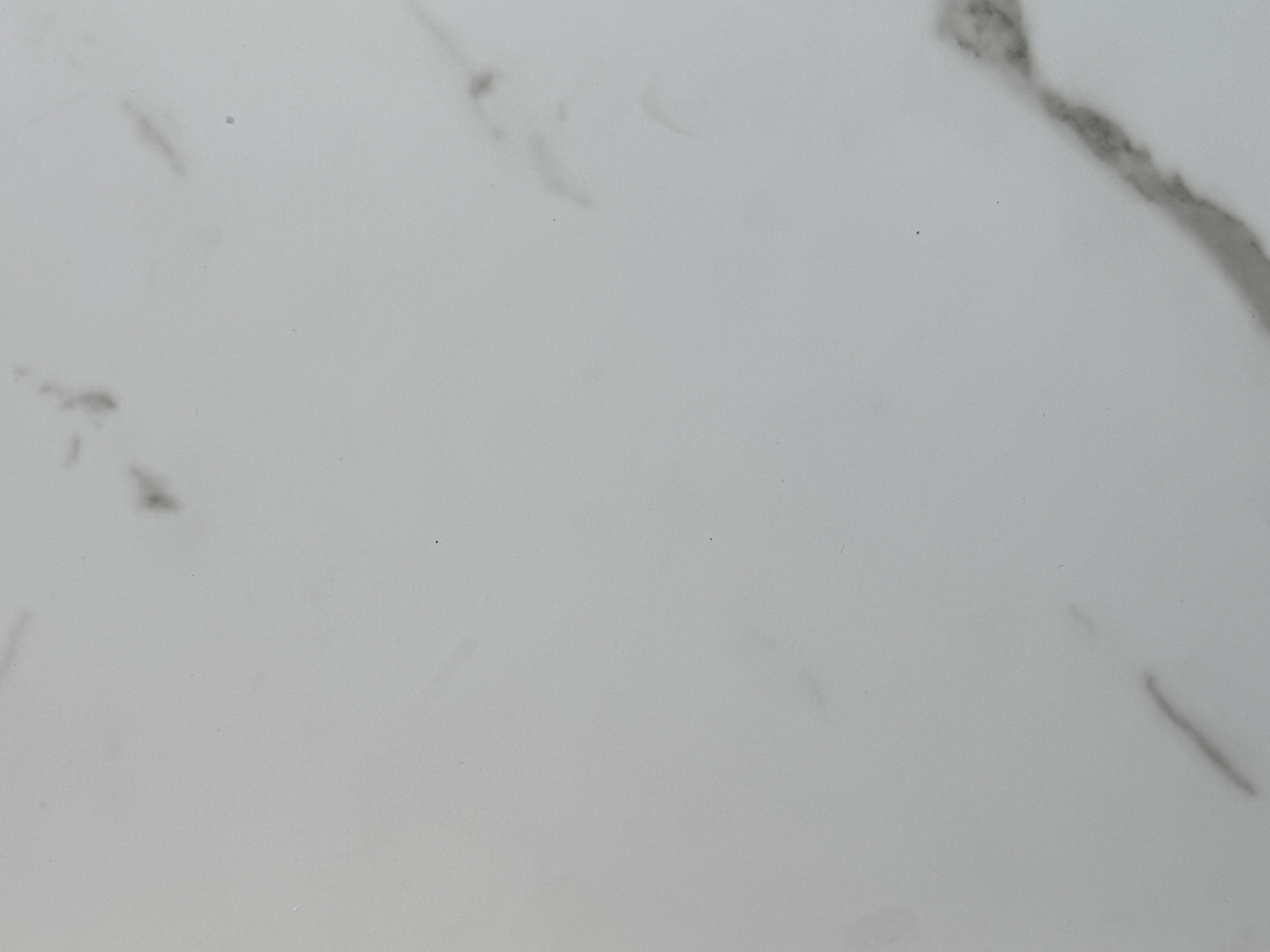 Wall panel SPC Calacata