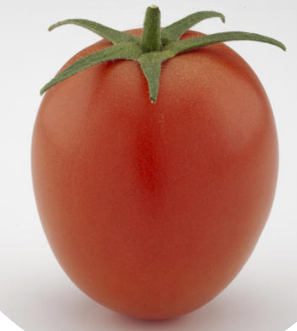F1 Hybrid Tomato Seeds