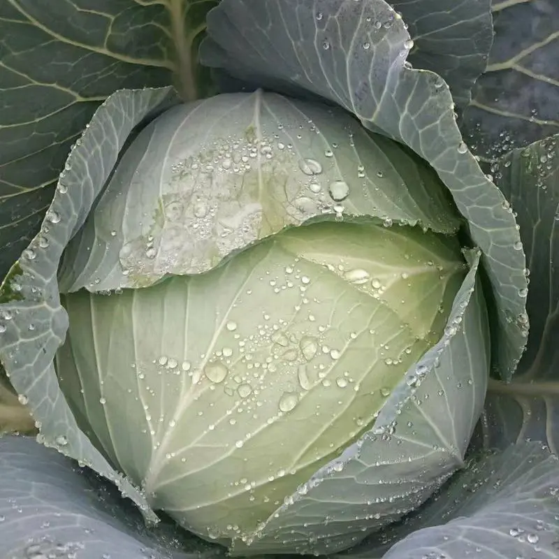 Hybrid F1 Flate Shape Green Cabbage
