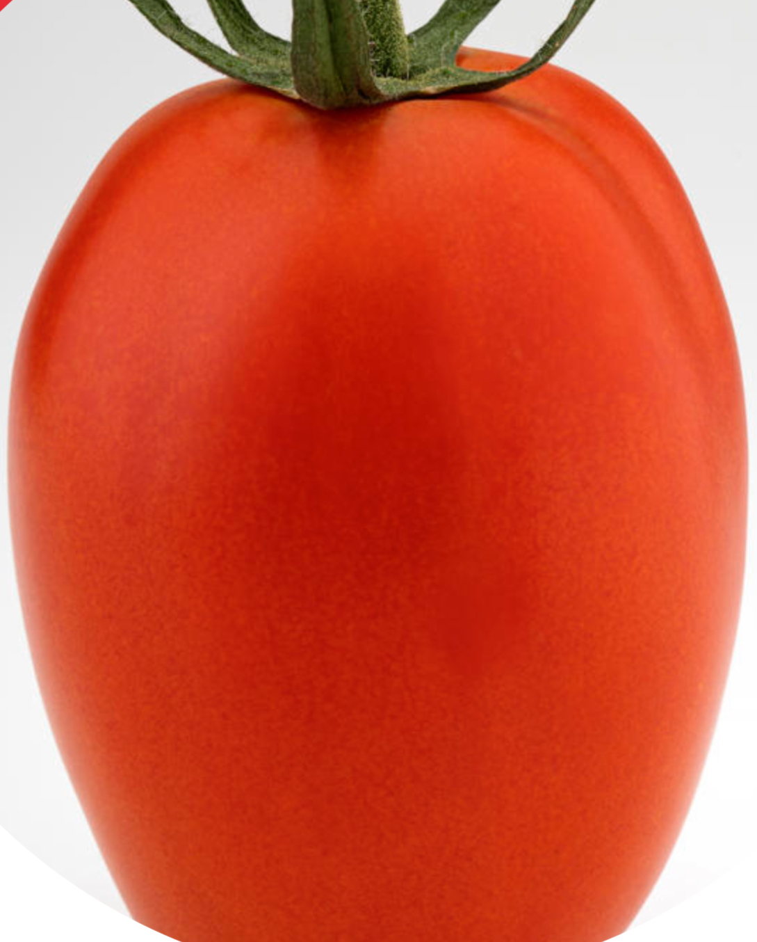 SeedLand Zapad F1 – Autumn-Spring Saladette