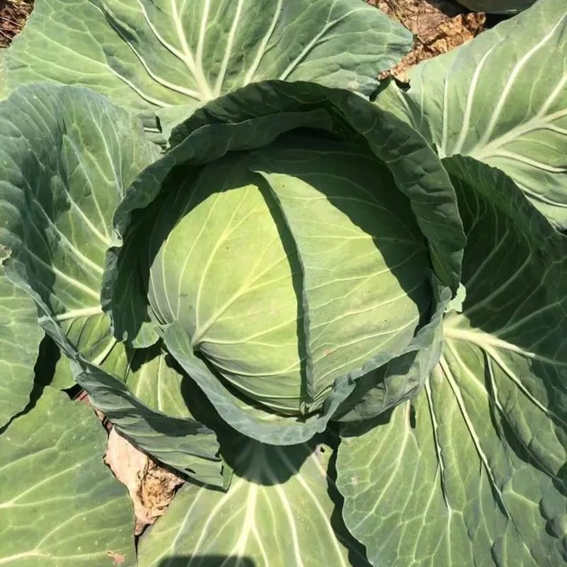 Hybrid F1 Flate Shape Green Cabbage