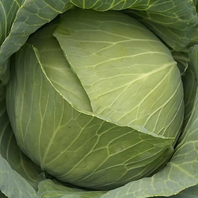 Hybrid F1 Flate Shape Green Cabbage