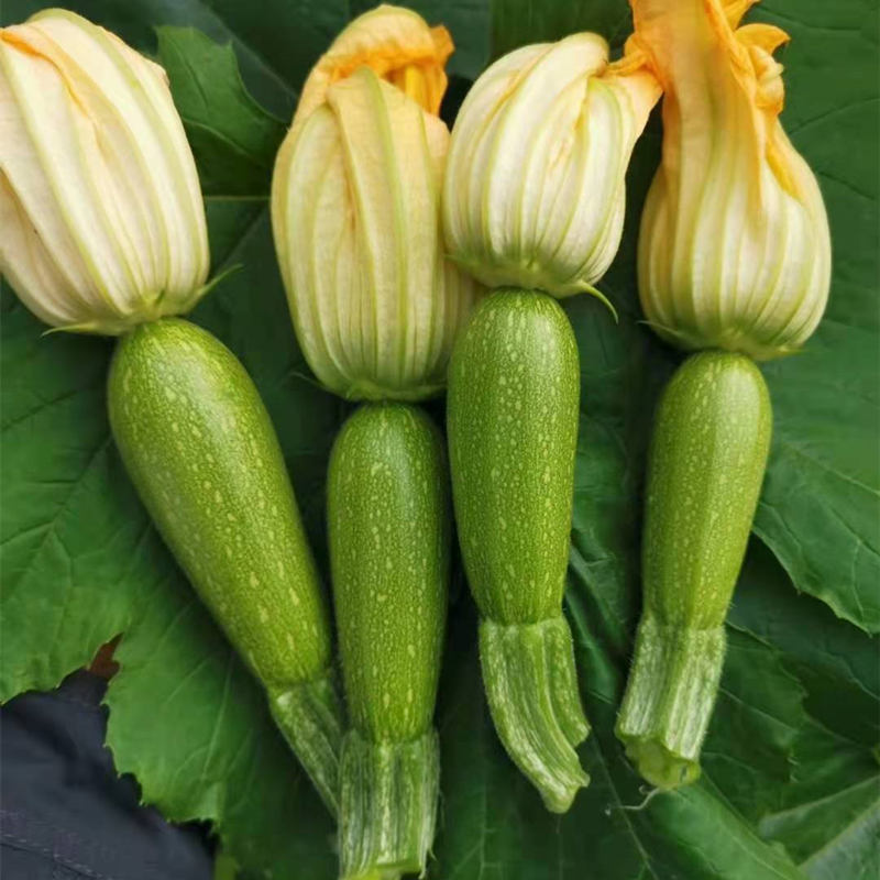 F1 Green Peel Squash Seeds Hybrid
