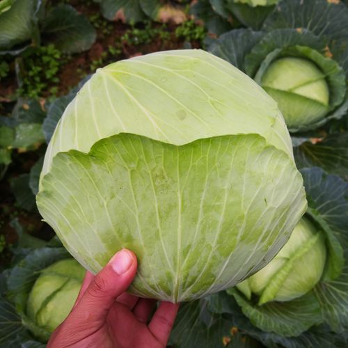 Hybrid F1 Flate Shape Green Cabbage