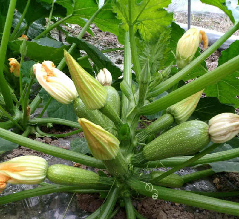 F1 Green Peel Squash Seeds Hybrid 