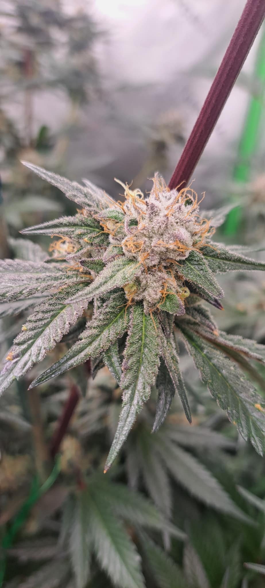 Black Cherry Stomper