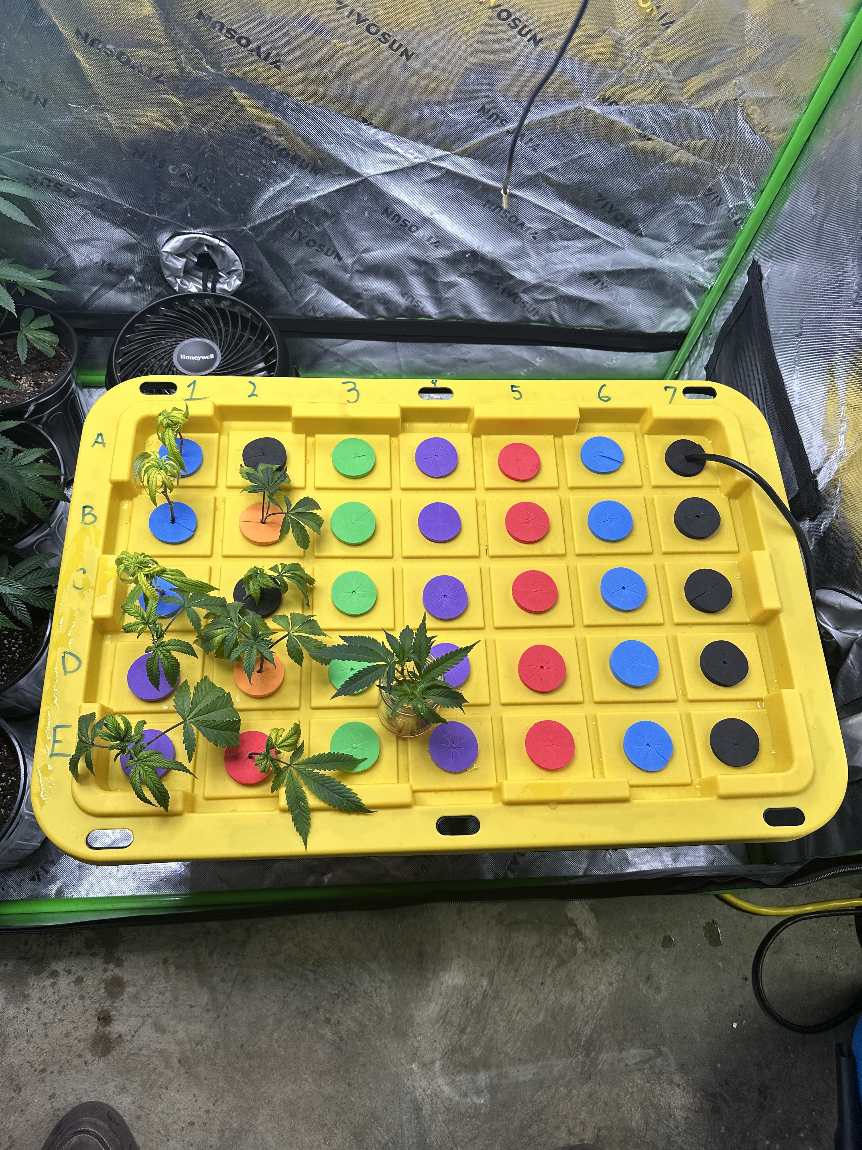 Aeroponic Cloning System