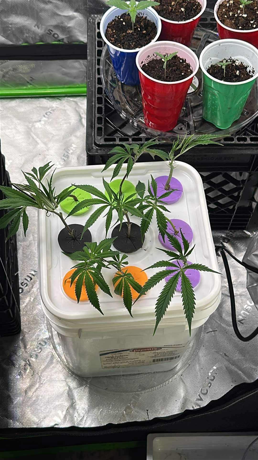 Mini Aeroponics Cloner