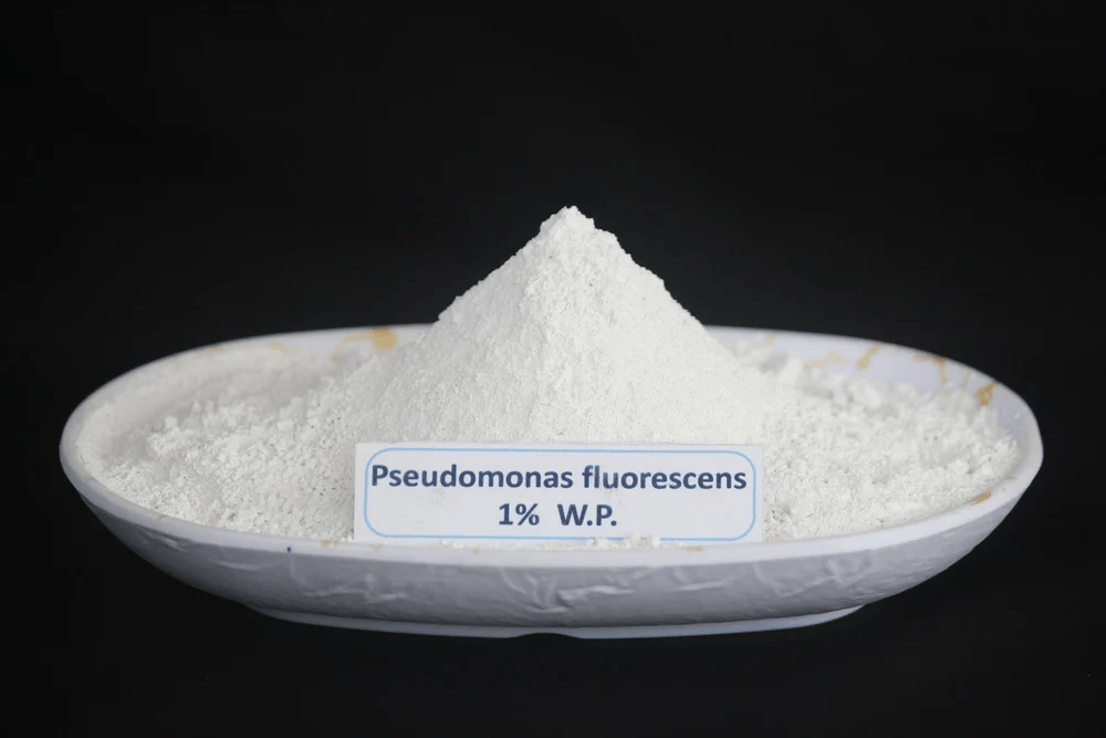 Pseudomonas Fluorescents 1 % w.p.