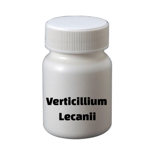 Verticillium lecanii 2.0% A.S. (Bio Fungicide)