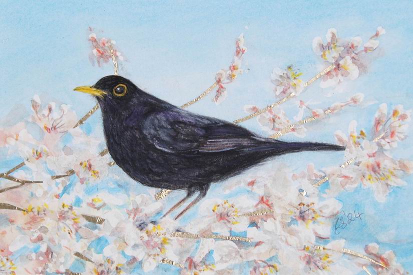 Blackbird & Blossom